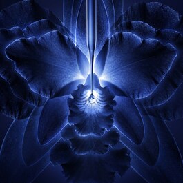 Orchidée Impériale - Concentrado Essence-lotion