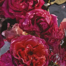 Aqua Allegoria Forte - Rosa Rossa Eau de Parfum
