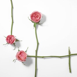 Rose & Rose - Eau de Parfum