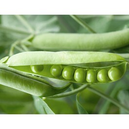Masque au Soja Fermenté Bio-Cellulose - Máscara Hidratante Ácido Hialurónico