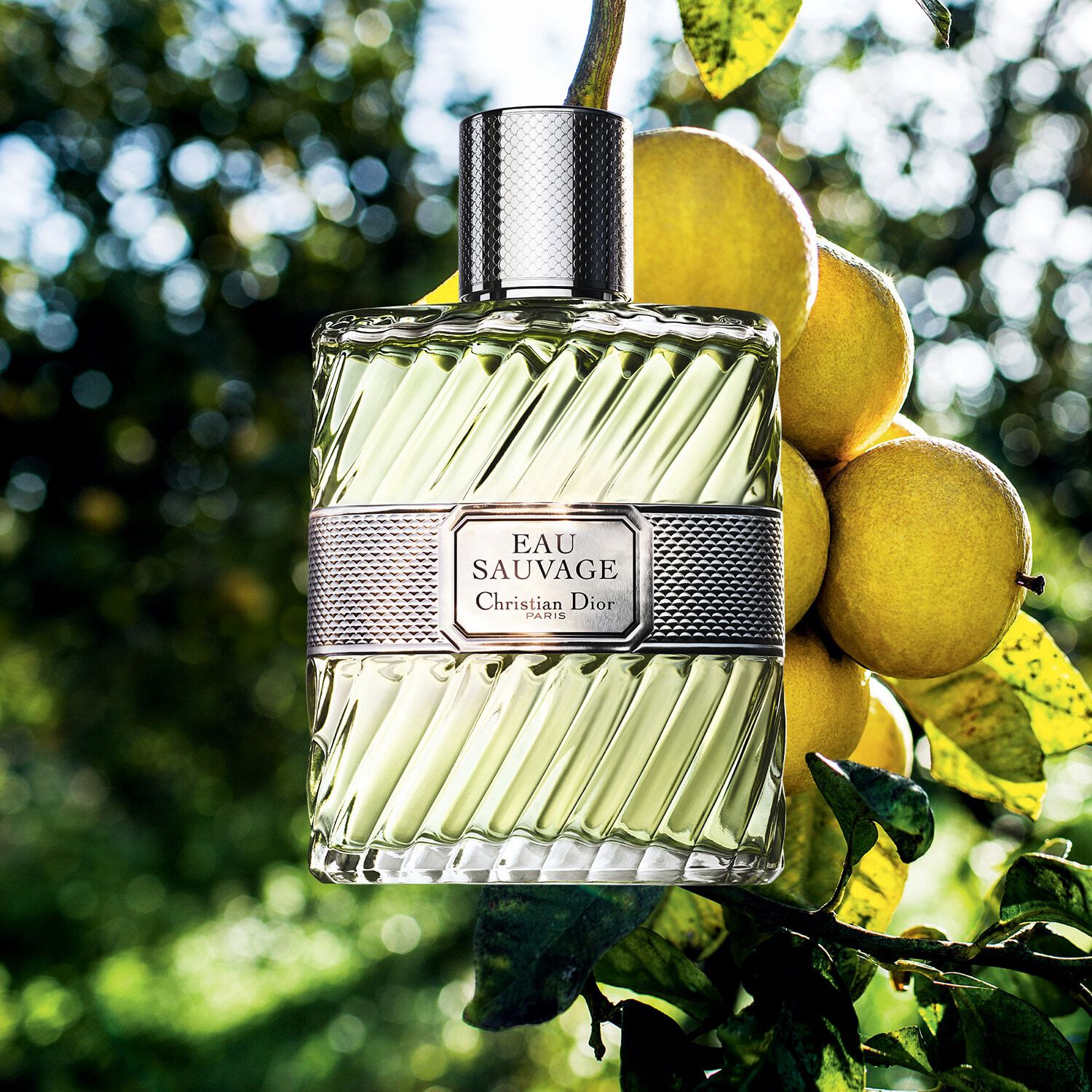 Notas online dior sauvage