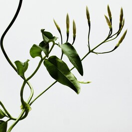 The product image is missing!