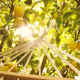 REPLICA Under the Lemon Trees - Eau de Toilette