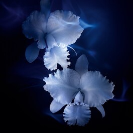 Orchidée Impériale Le Concentré de Longévité