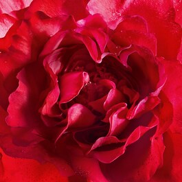 Mon Guerlain - Eau de Parfum Bloom of Rose