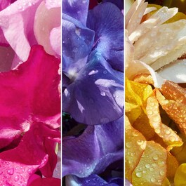 Aqua Allegoria Florabloom - Eau de Parfum