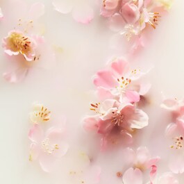 The Ritual of Sakura -Coffret M Tratamento