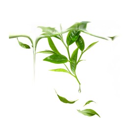 Máscara Green Tea