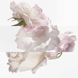 The product image is missing!